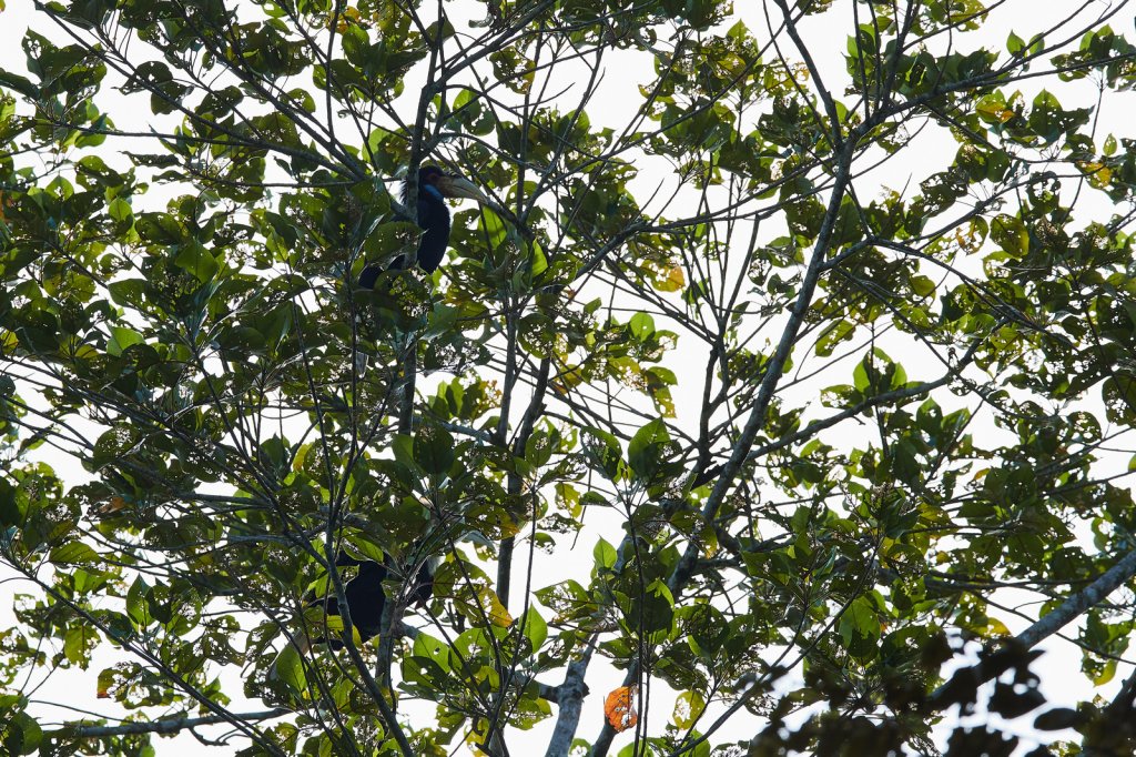 Furchenhornvogel (Wreathed Hornbill), Tabin